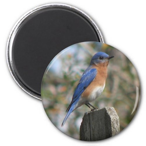 Eastern Bluebird Male Magnet