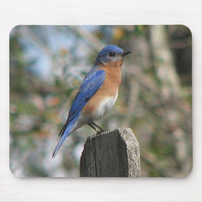 Eastern Bluebird Male Mousepad (Front)