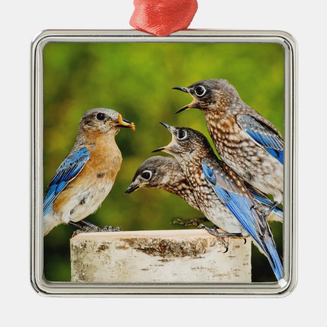 Eastern Bluebird Metal Ornament (Front)
