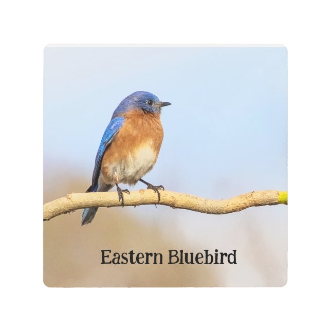 Eastern Bluebird Metal Print (Front)
