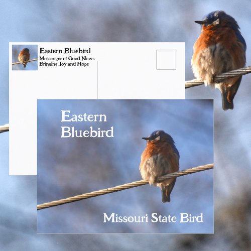 Eastern Bluebird Missouri State Bird Photographic Postcard