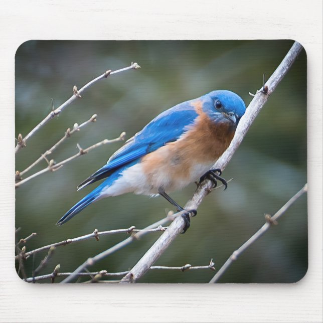 Eastern Bluebird Mouse Pad (Front)