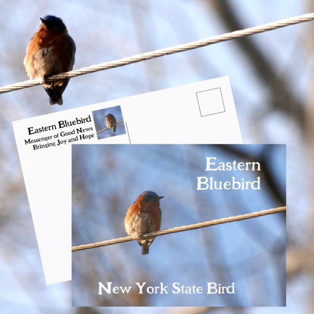 Eastern Bluebird New York State Bird Photographic Postcard (Creator Uploaded)