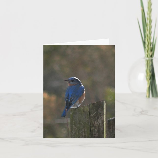Eastern Bluebird Note Card (Front)