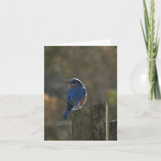 Eastern Bluebird Note Card