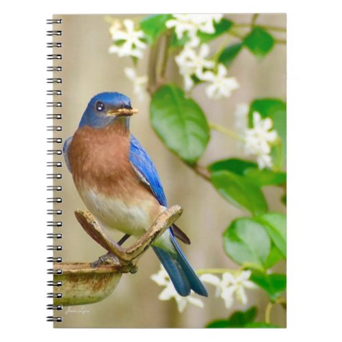 Eastern Bluebird Notebook spiral journal gift