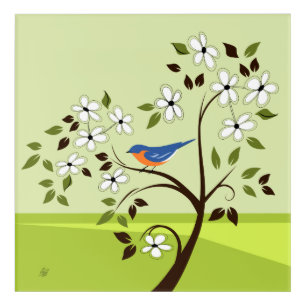 Eastern Bluebird On Flowering Tree Acrylic Print