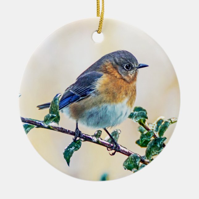 Eastern Bluebird on Holly Ornament (Front)
