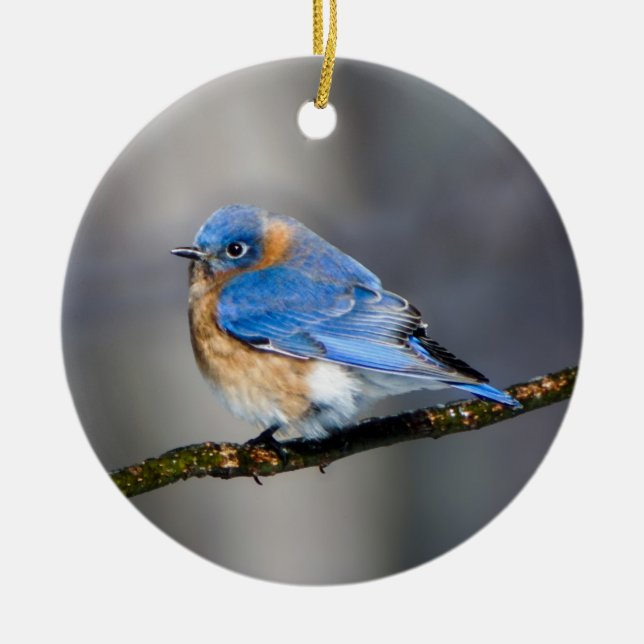 Eastern Bluebird on Limb Christmas Ornament (Front)