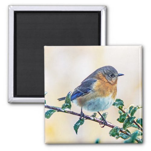 Eastern Bluebird on Limb Square Magnet