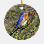 Eastern Bluebird Ornament at Zazzle