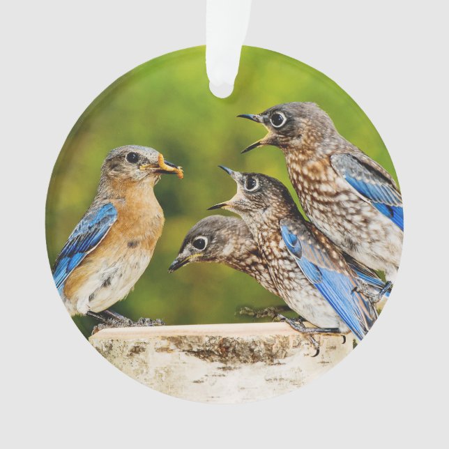 Eastern Bluebird Ornament (Front)