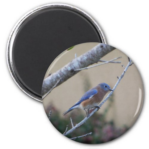 Eastern Bluebird Perched on a Branch Bird Nature Magnet