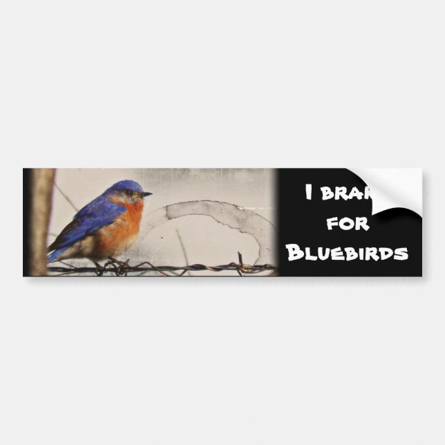 Eastern Bluebird Photo Bumper Sticker (Front)