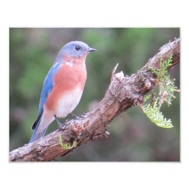 Eastern Bluebird Photo Print (Front)