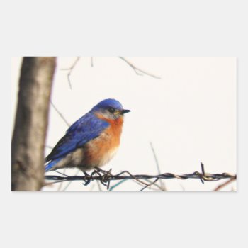 Eastern Bluebird Photo Rectangular Sticker by Vanillaextinctions at Zazzle