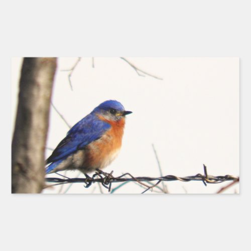 Eastern Bluebird Photo Rectangular Sticker