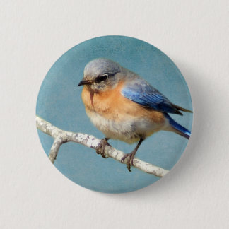 Eastern Bluebird Pinback Button