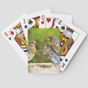 Eastern Bluebird Poker Cards