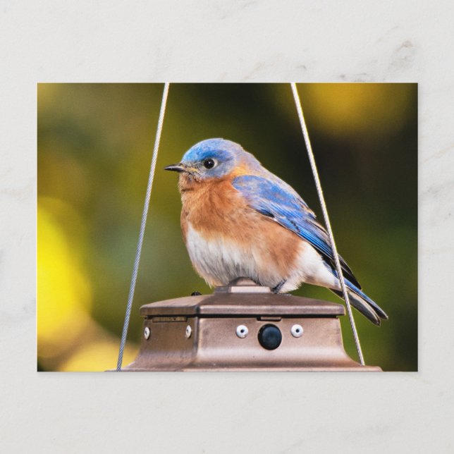 Eastern Bluebird postcard (Front)