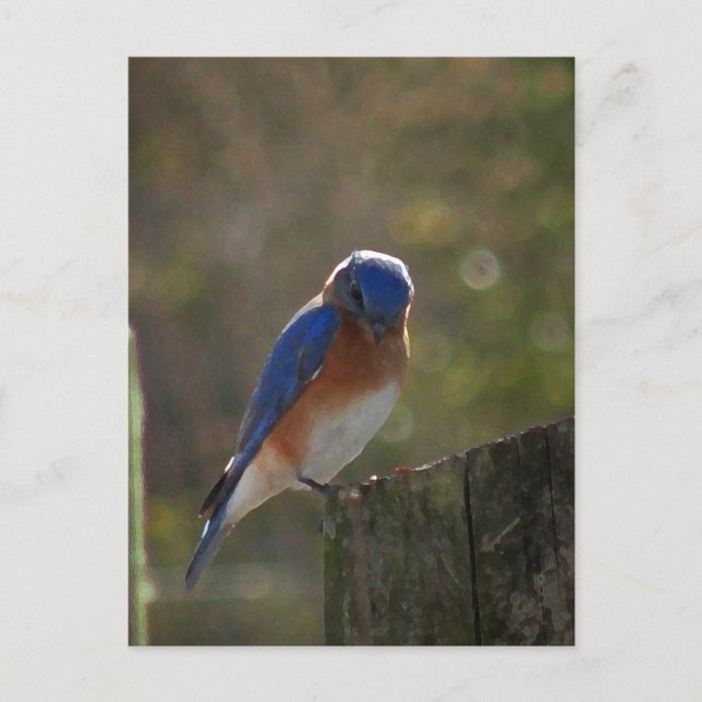 Eastern Bluebird Postcard (Front)