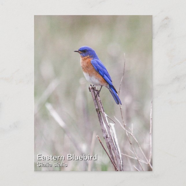 Eastern Bluebird Postcard (Front)