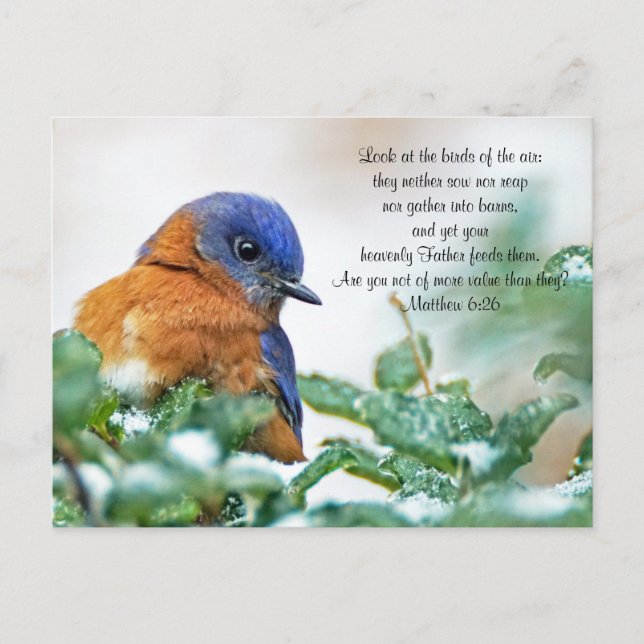 Eastern Bluebird Postcard Matthew 6:26 (Front)