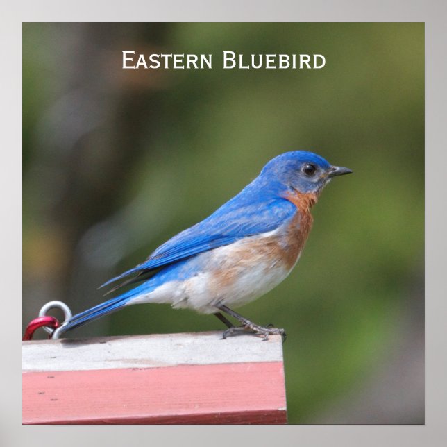 Eastern Bluebird Poster (Front)