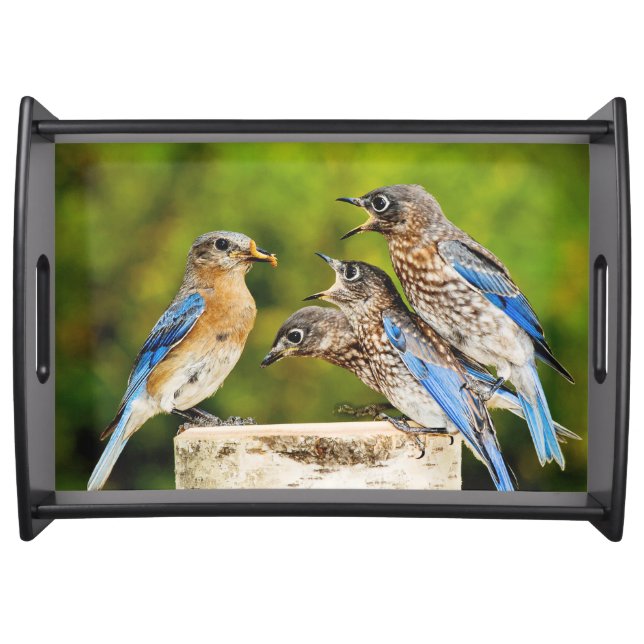 Eastern Bluebird Serving Tray (Front)