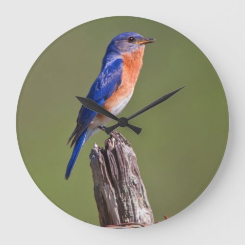 Eastern Bluebird Sialia Sialis Adult Male 2 Large Clock