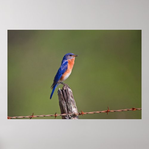 Eastern Bluebird Sialia Sialis Adult Male 2 Poster