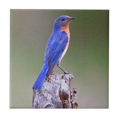Eastern Bluebird Sialia Sialis Adult Male Ceramic Tile