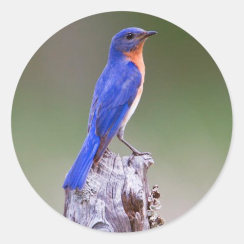 Eastern Bluebird Sialia Sialis Adult Male Classic Round Sticker