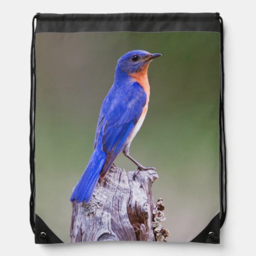 Eastern Bluebird Sialia Sialis Adult Male Drawstring Bag