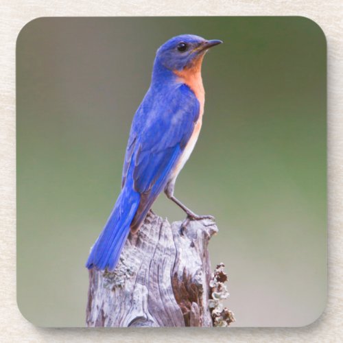 Eastern Bluebird Sialia Sialis Adult Male Drink Coaster