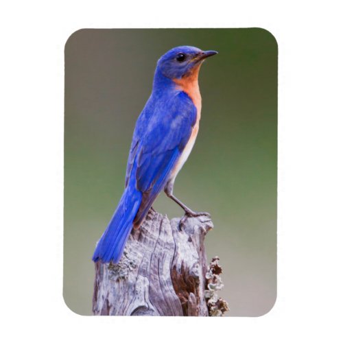 Eastern Bluebird Sialia Sialis Adult Male Magnet