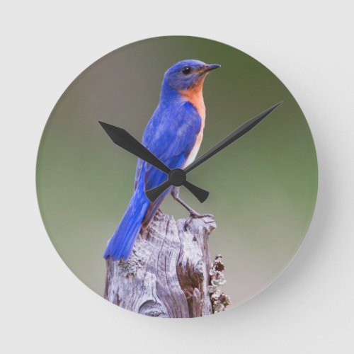 Eastern Bluebird Sialia Sialis Adult Male Round Clock
