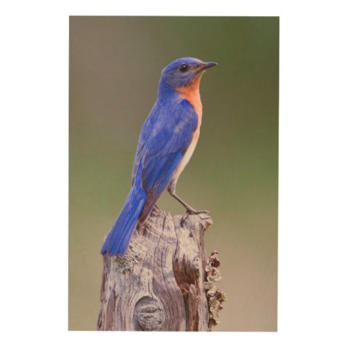 Eastern Bluebird Sialia Sialis Adult Male Wood Wall Art