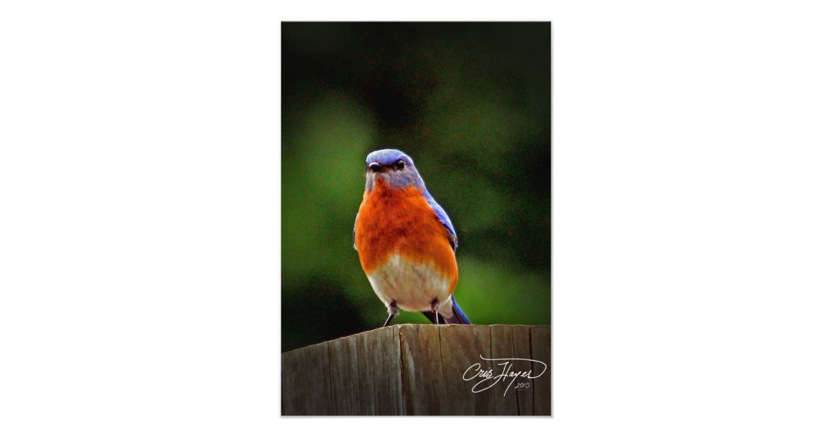 Eastern Bluebird Wall Decor Photo Zazzle