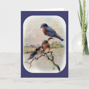 Eastern Bluebirds with Baby Bird Holiday Card