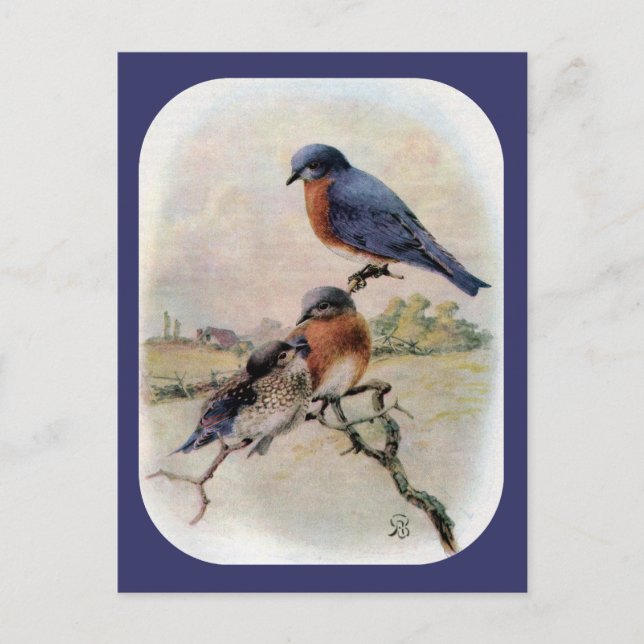 Eastern Bluebirds with Baby Bird Postcard (Front)