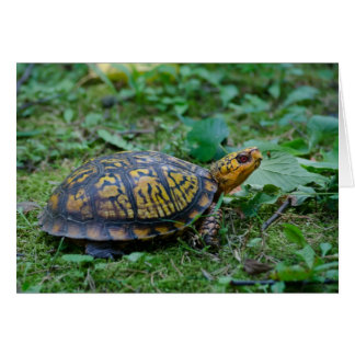 Eastern Box Turtle Cards