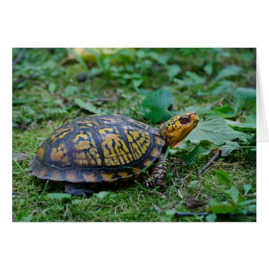 Eastern Box Turtle Cards (Front Horizontal)