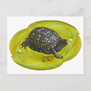 Eastern Box Turtle Coordinating Items Postcard
