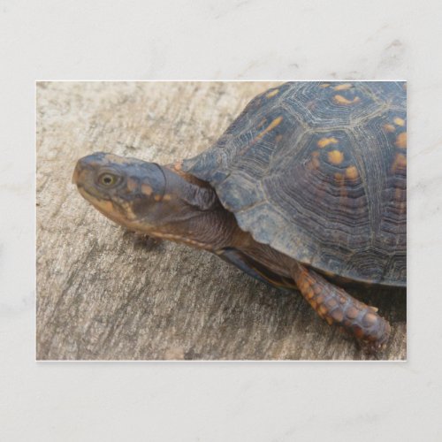 Eastern Box Turtle Endangered Species Postcard
