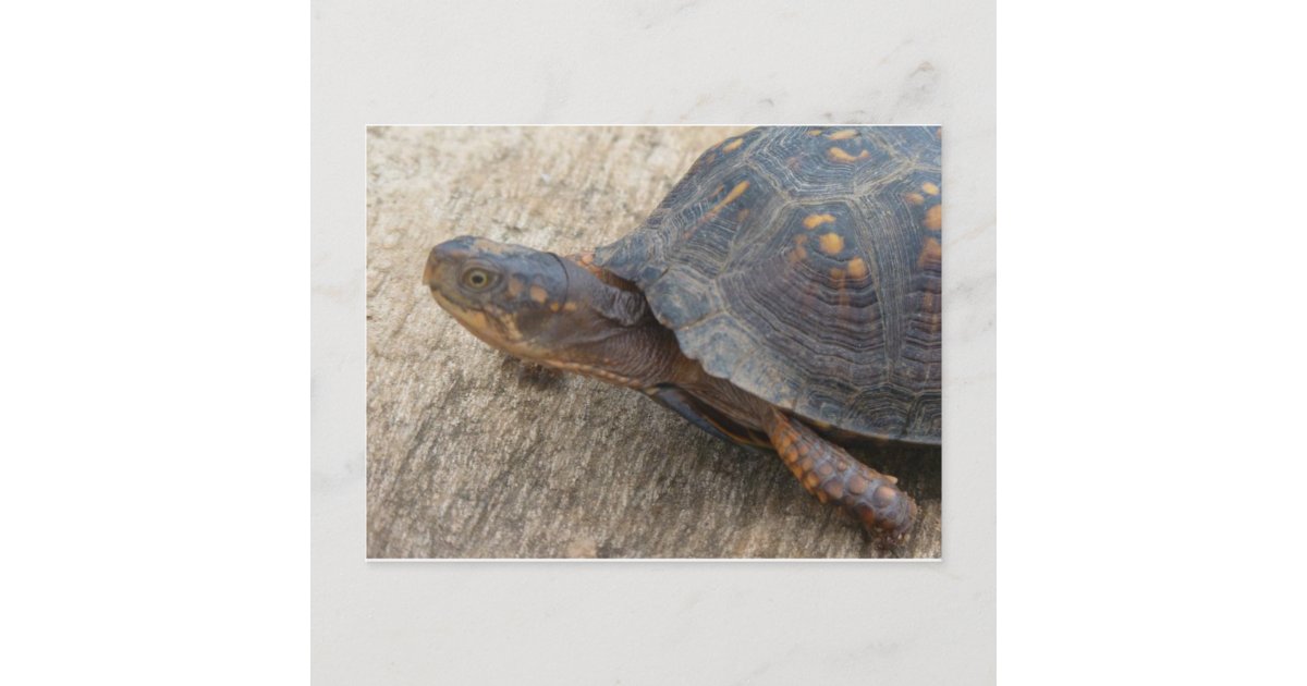 Eastern Box Turtle (Endangered Species) Postcard | Zazzle