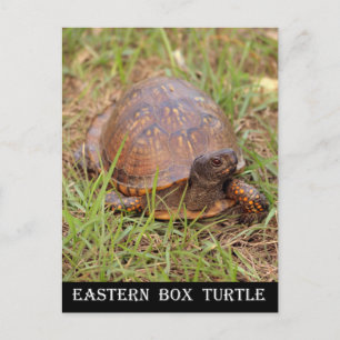 Eastern Box Turtle (North Carolina and Tennessee) Postcard