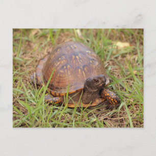 Eastern Box Turtle (North Carolina and Tennessee) Postcard