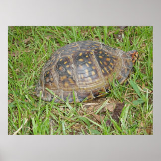 Eastern Box Turtle Peeking Poster