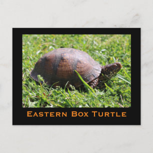 Eastern Box Turtle Postcard